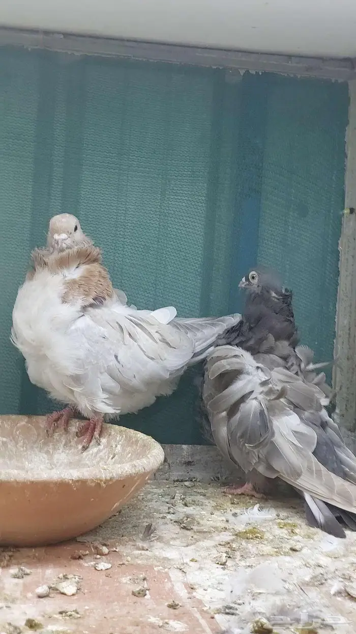 للبيع زوج كشكش تم البيييع 3