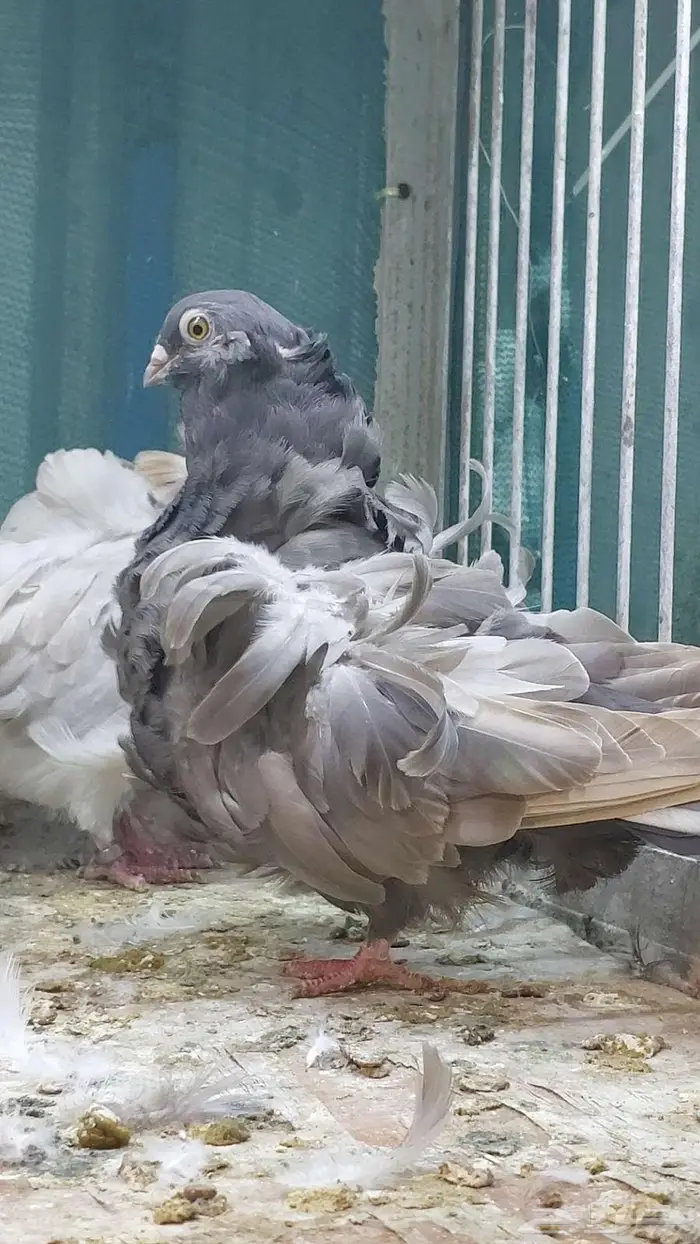 للبيع زوج كشكش تم البيييع 5