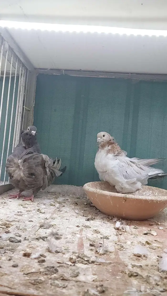 للبيع زوج كشكش تم البيييع 1