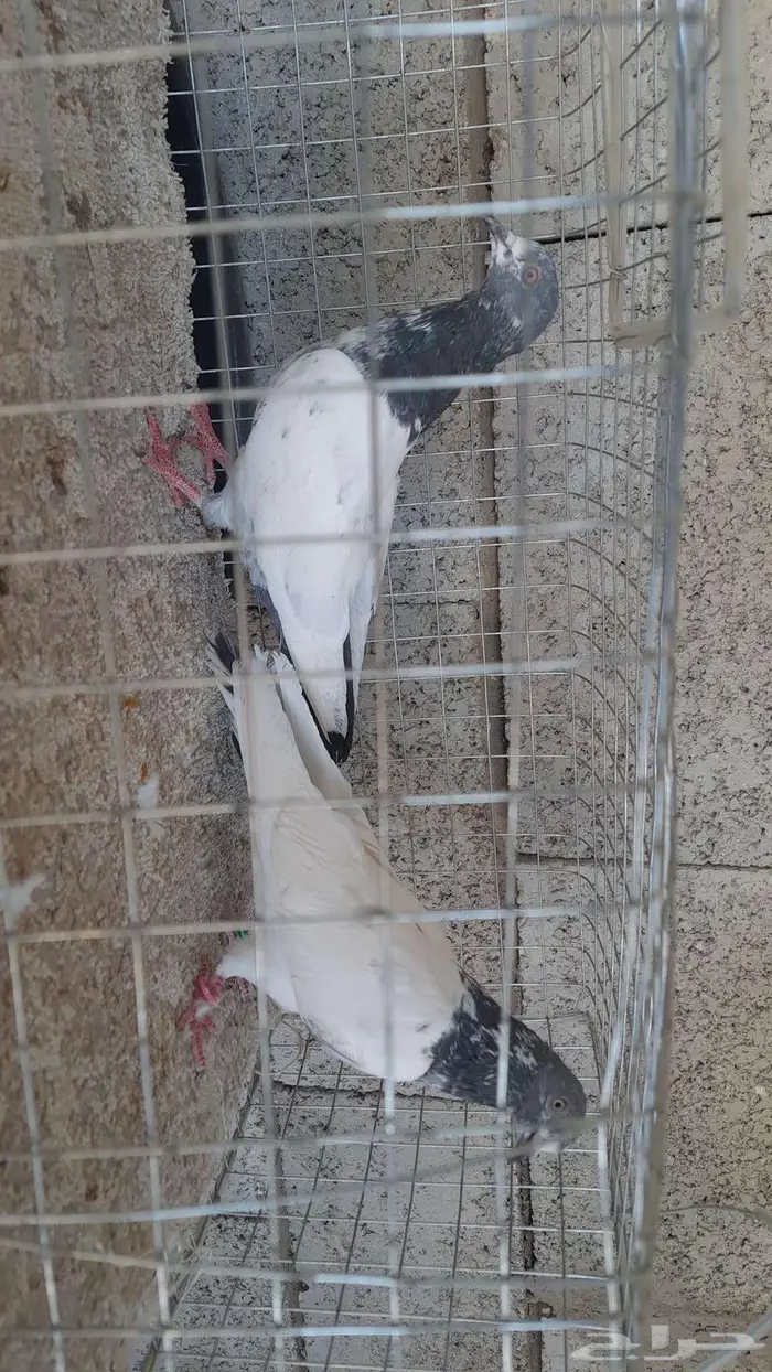 جوز حمام بكستاني 1