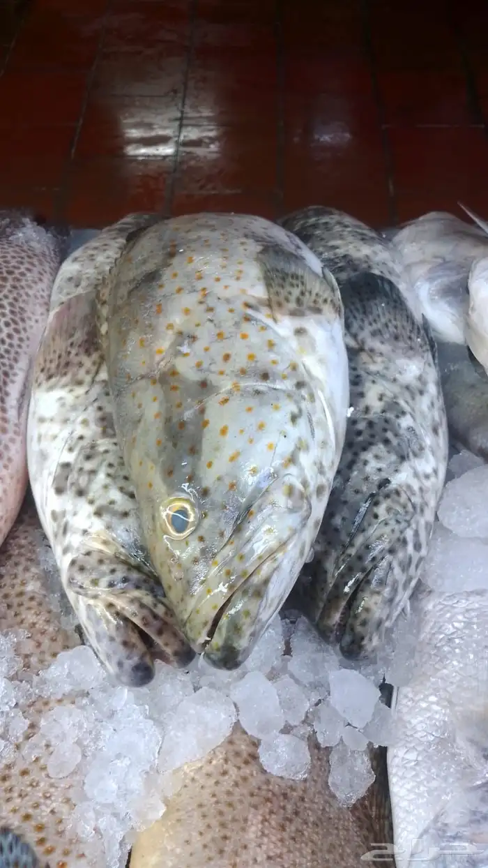 اسماك بحريه بالشكه 8