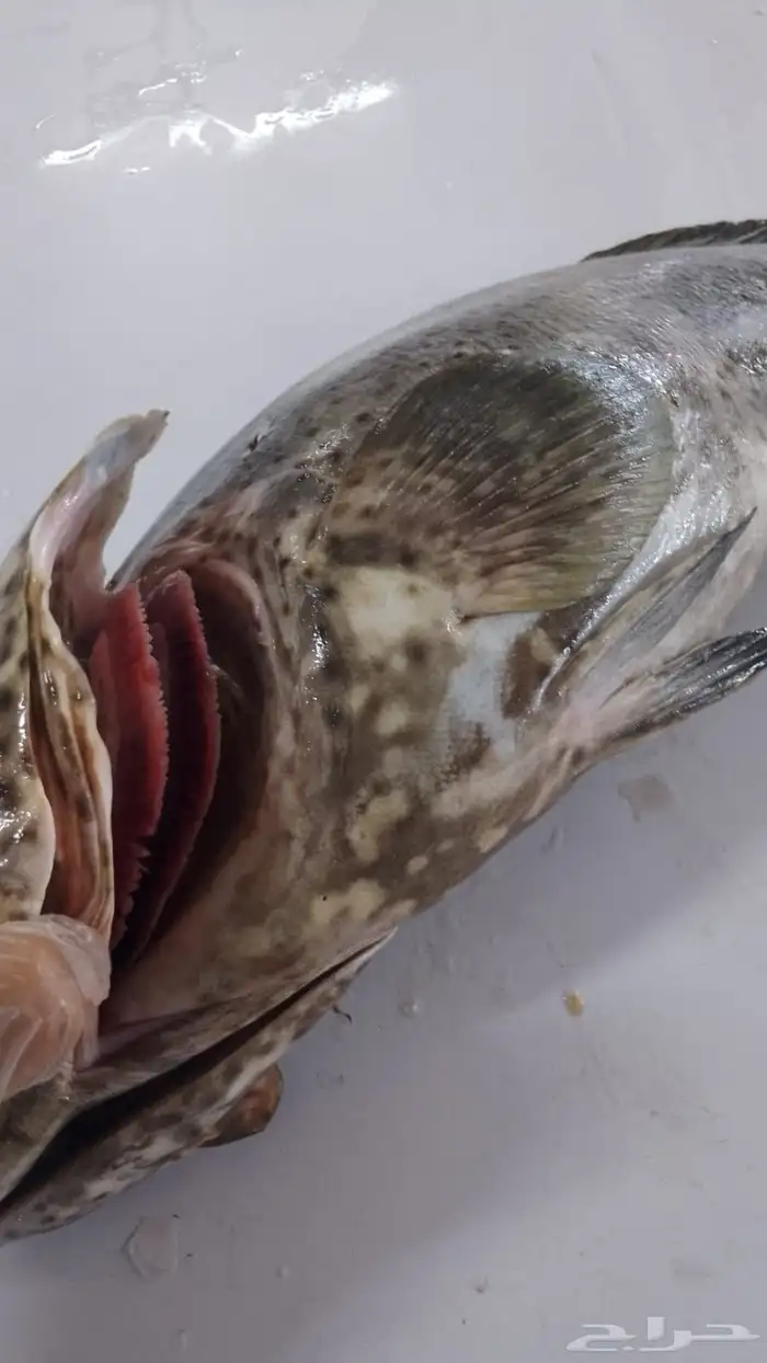 اسماك بحريه بالشكه 6