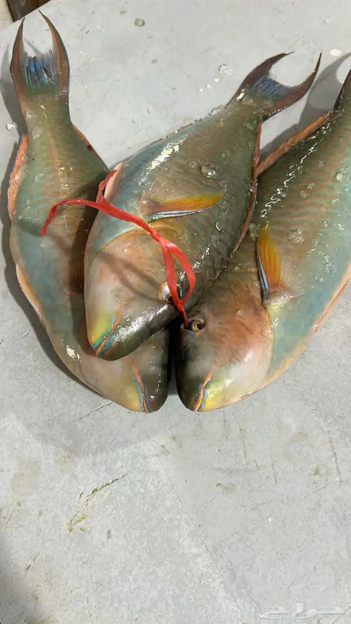 اسماك بحريه بالشكه 14