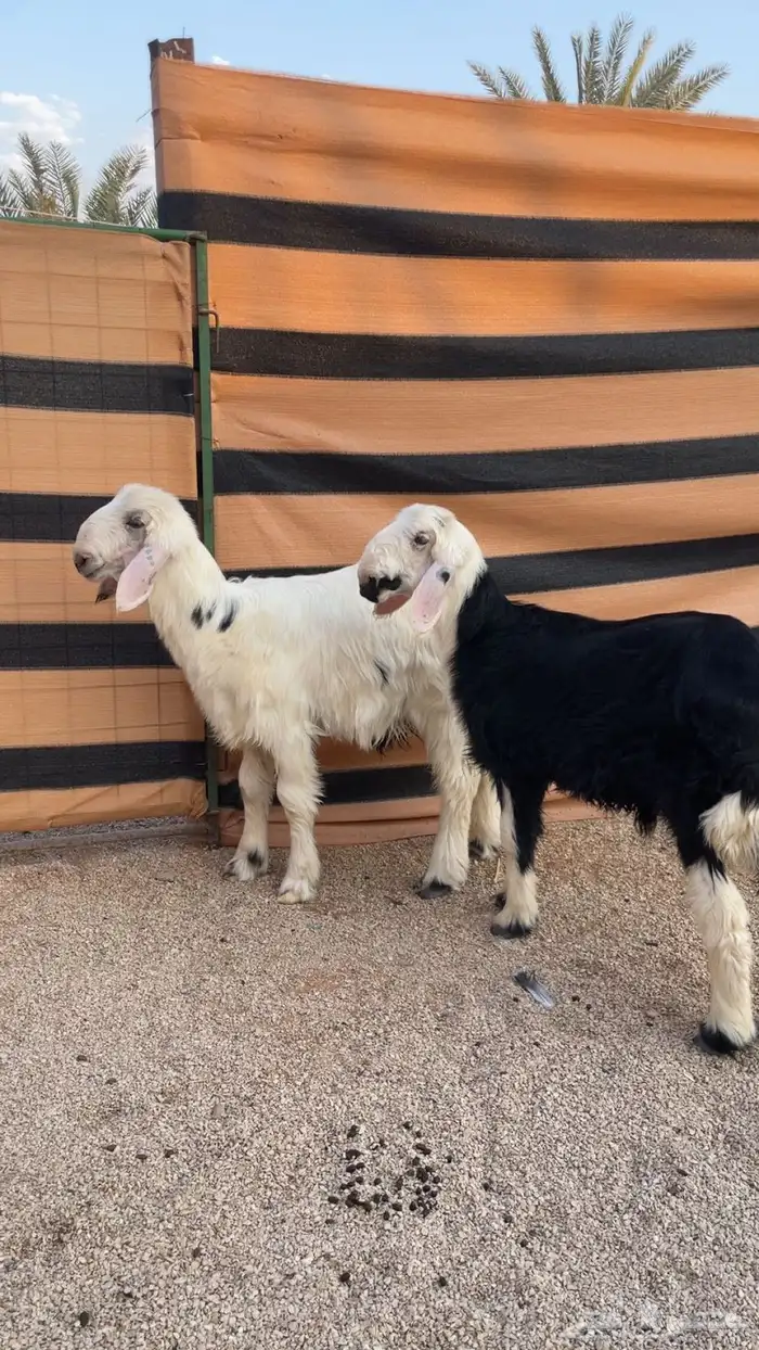 نجد بهم فاخر ربط او ذبح 0