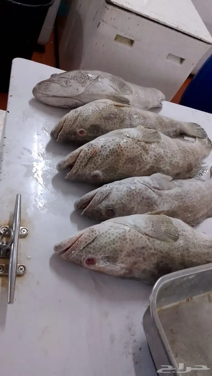 اسماك بحريه بالشكه 18