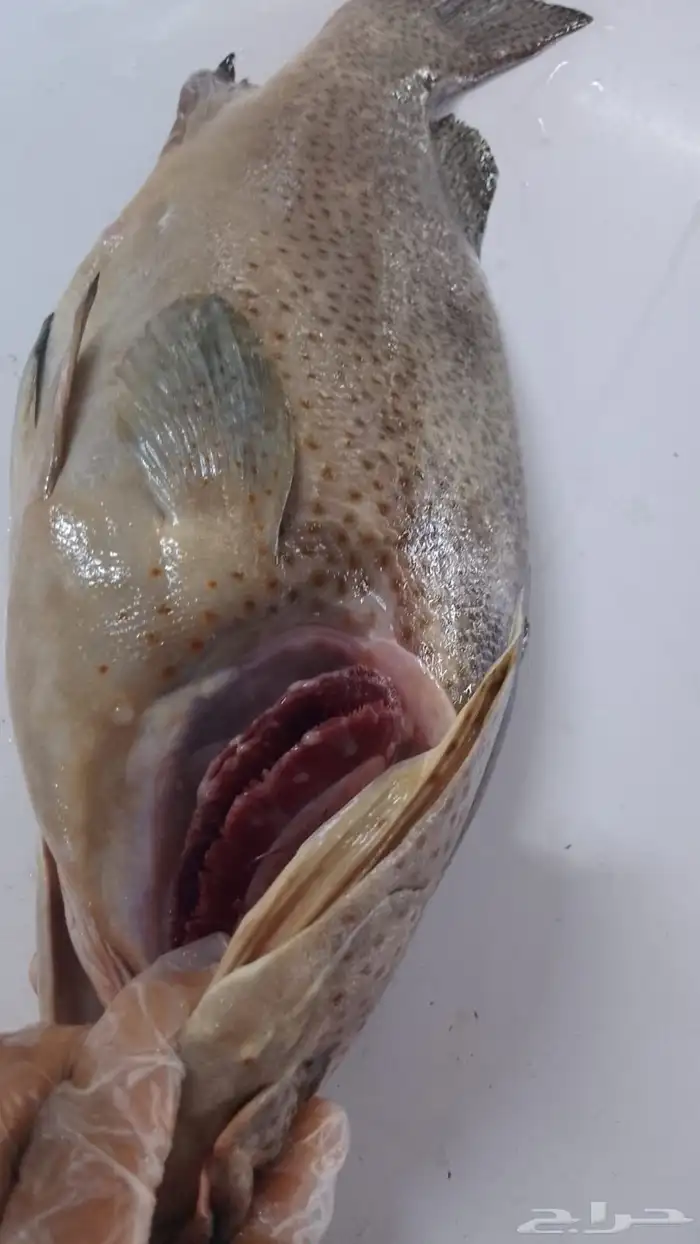 اسماك بحريه بالشكه 5