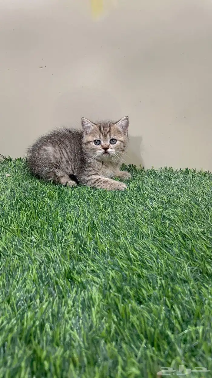 سكوتش ستريت للبيع بسعر مغري 0