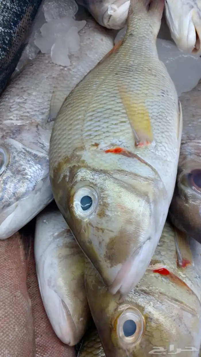 اسماك بحريه بالشكه 11