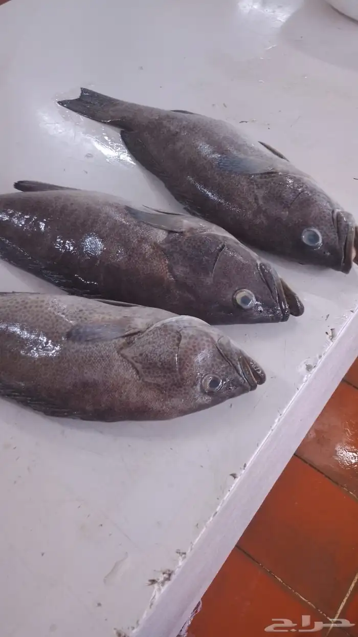 اسماك بحريه بالشكه 15