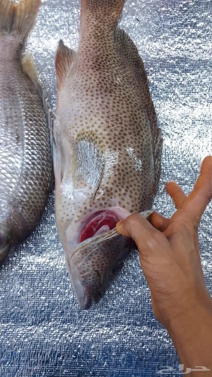 اسماك بحريه بالشكه 10