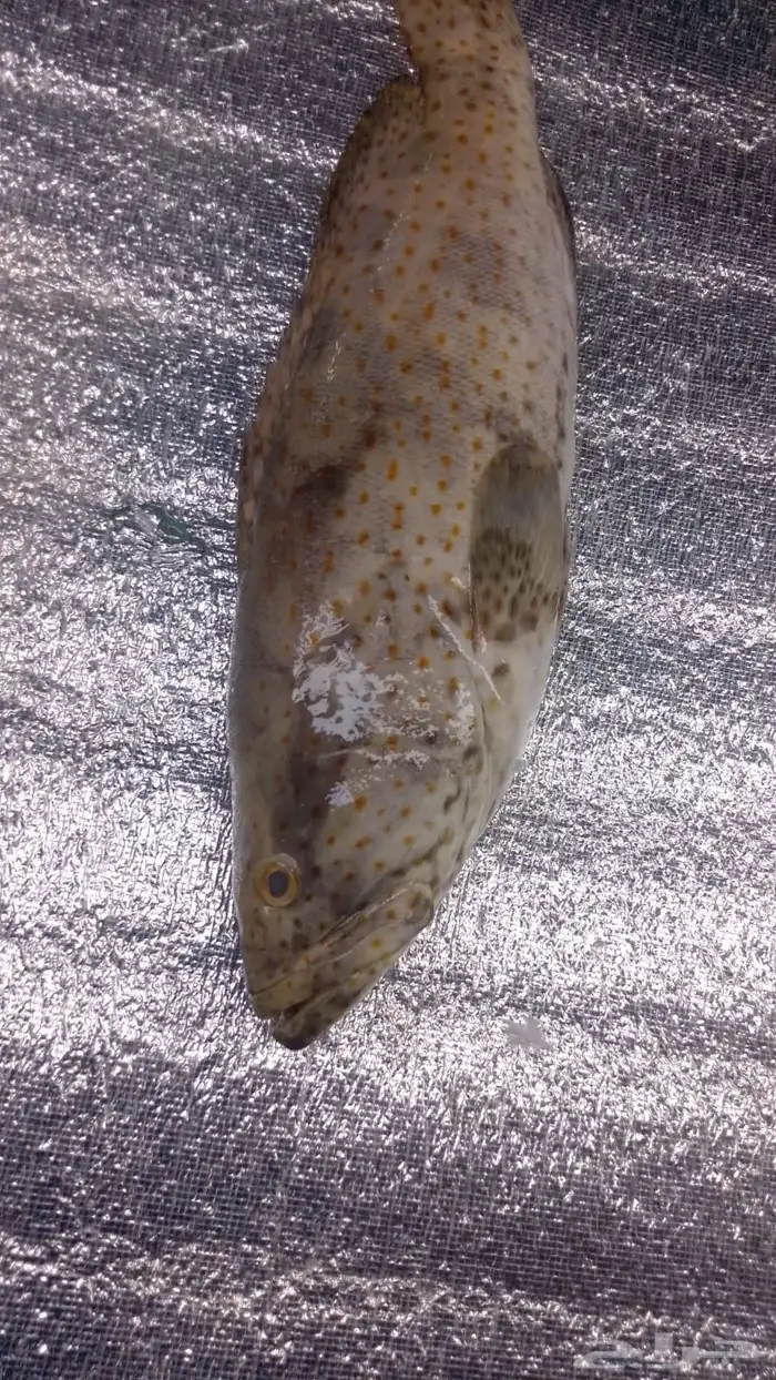 اسماك بحريه بالشكه 9