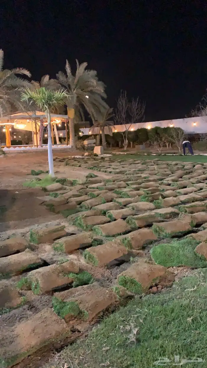 نجيله عشب طبيعي و زراعة وحدائق 41