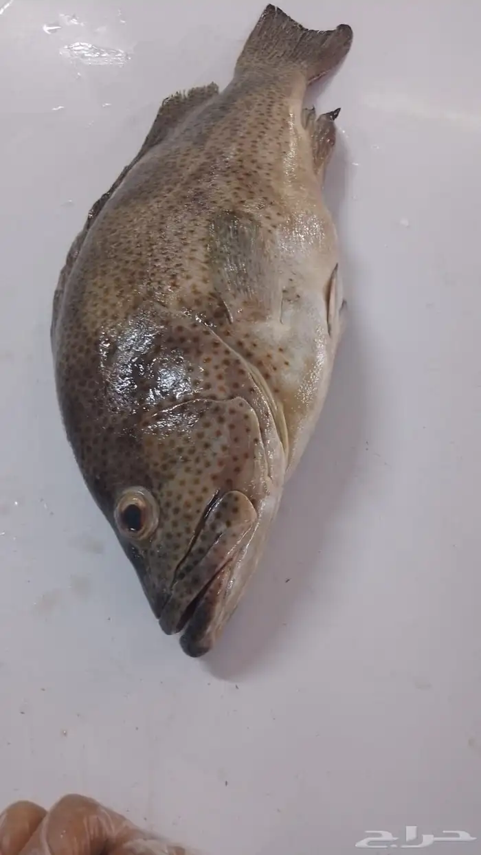 اسماك بحريه بالشكه 3