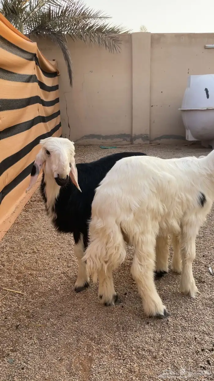 نجد بهم فاخر ربط او ذبح 1