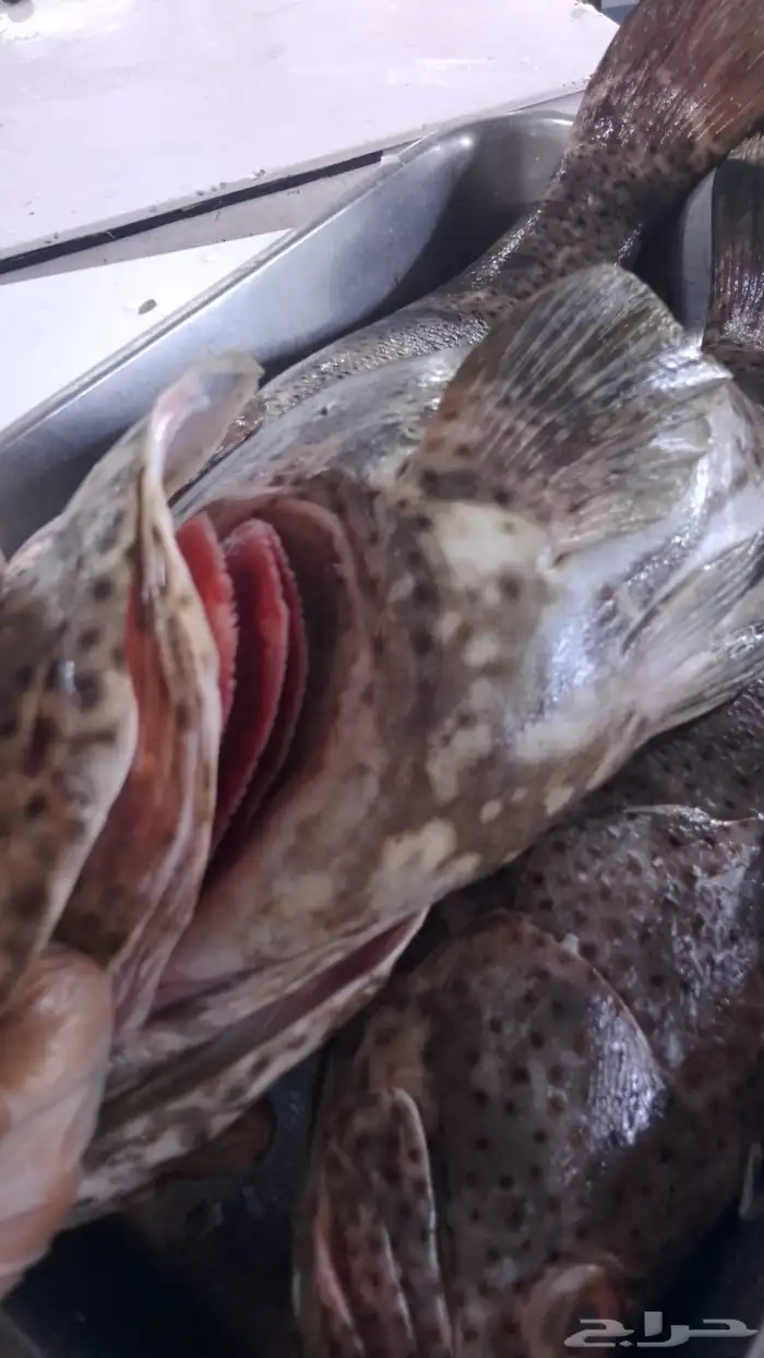 اسماك بحريه بالشكه 2