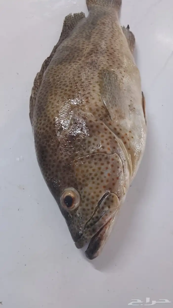 اسماك بحريه بالشكه 4