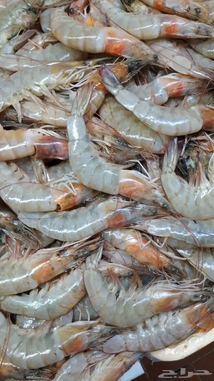 اسماك بحريه بالشكه 17