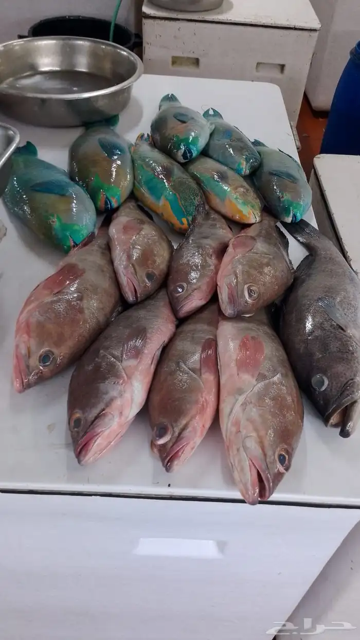 اسماك بحريه بالشكه 13