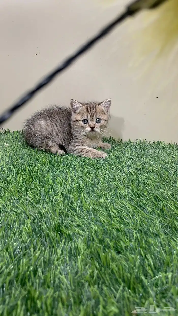 سكوتش ستريت للبيع بسعر مغري 3