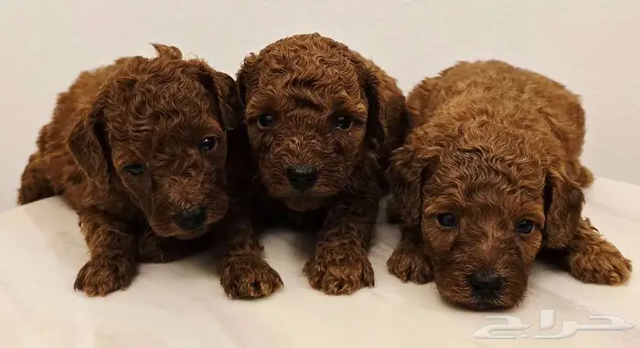 بودل وبمرينيان ويوركي pomeranian  mini toy poodle  yorki 16