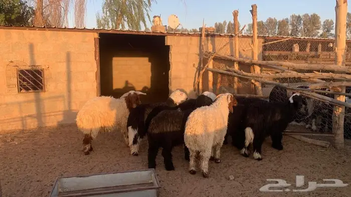 ذبايح نجدي ونعيم جذعان شقراء 0