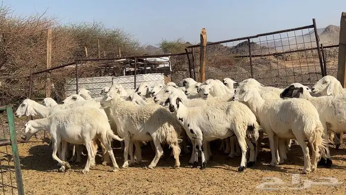 ظان حرش حريه مضريع ودفيع 5