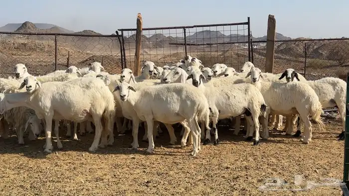 ظان حرش حريه مضريع ودفيع 4