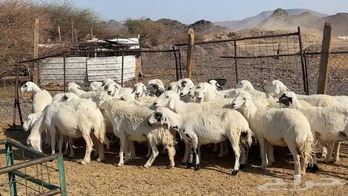 ظان حرش حريه مضريع ودفيع 0