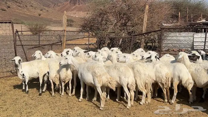 ظان حرش حريه مضريع ودفيع 2