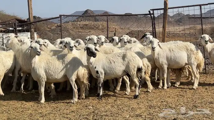 ظان حرش حريه مضريع ودفيع 1