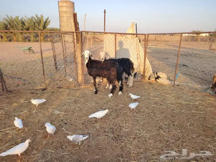 نعجتين نجديات اسداس 2