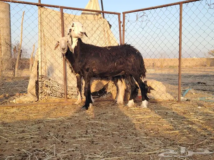 نعجتين نجديات اسداس 1