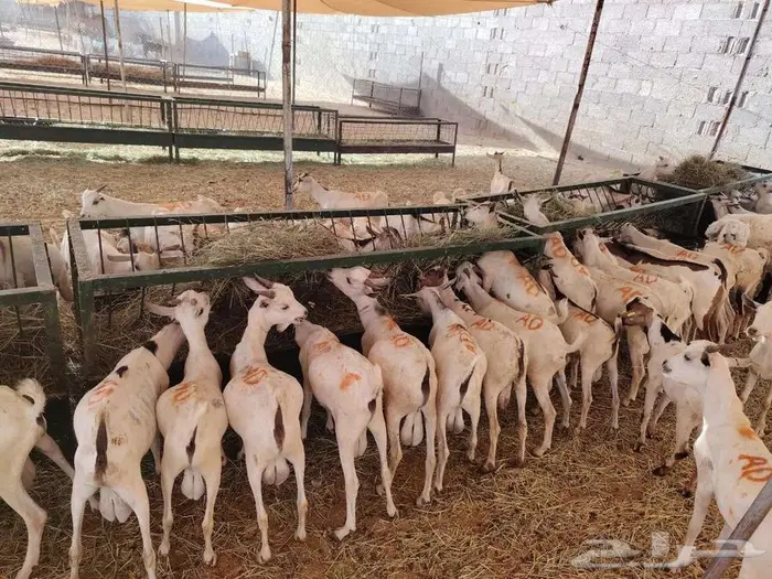 تيوس صومالية للجملة 0