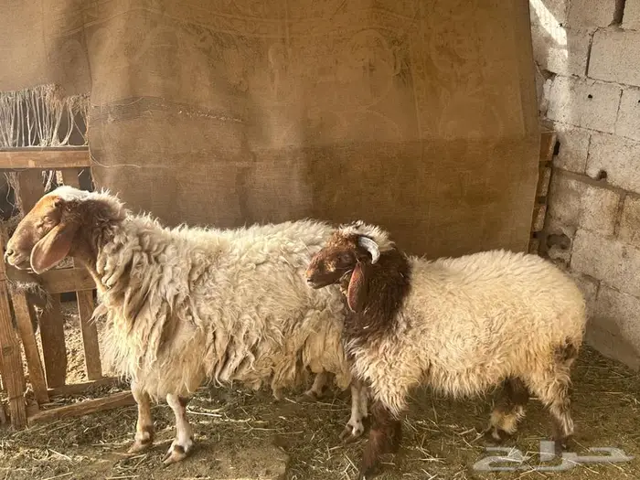 نعجه والد معه خروف كبير 0