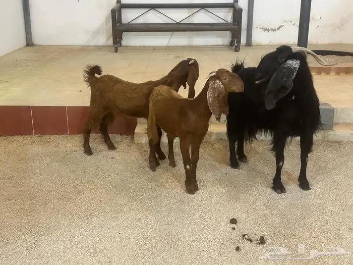 عنز تامه دافع وتحتها جفرتين 5