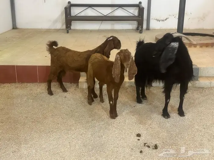 عنز تامه دافع وتحتها جفرتين 6