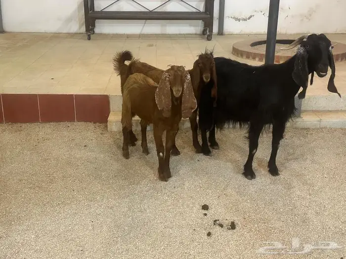 عنز تامه دافع وتحتها جفرتين 1