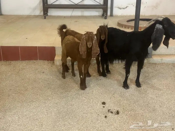 عنز تامه دافع وتحتها جفرتين 0