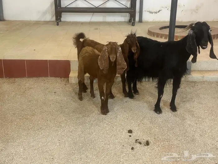 عنز تامه دافع وتحتها جفرتين 2