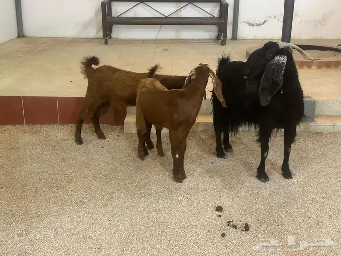 عنز تامه دافع وتحتها جفرتين 4