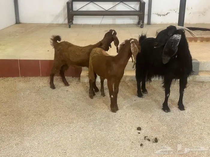 عنز تامه دافع وتحتها جفرتين 3