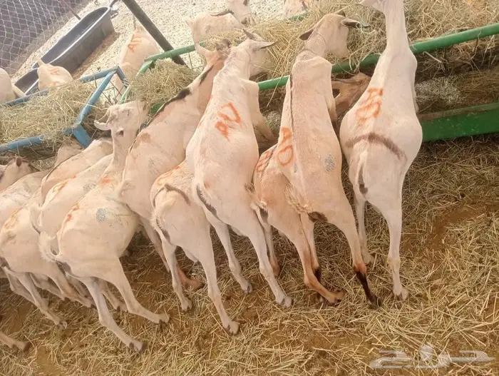 تيوس مستورده للبيع جمله وتفريد 1