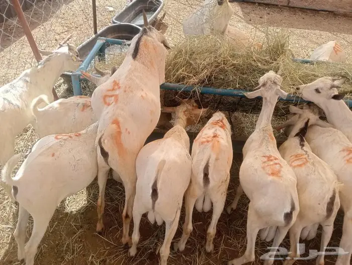 تيوس مستورده للبيع جمله وتفريد 3