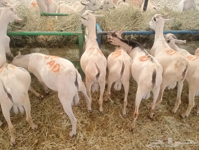تيوس مستورده للبيع جمله وتفريد 2