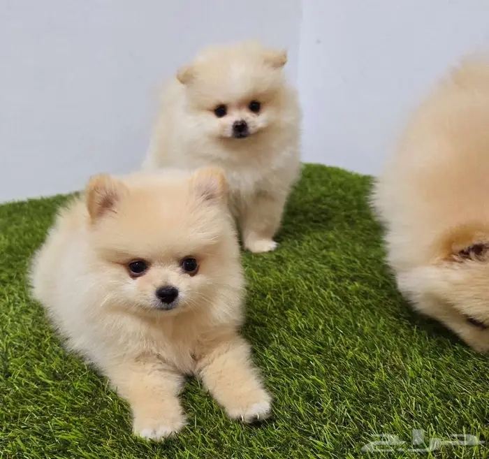 بودل وبمرينيان ويوركي pomeranian  mini toy poodle  yorki 7