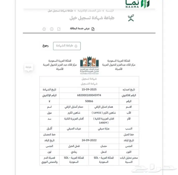 حصان عربي خط سرعه 4