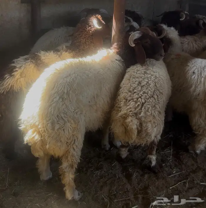 طليان نعيمي 2