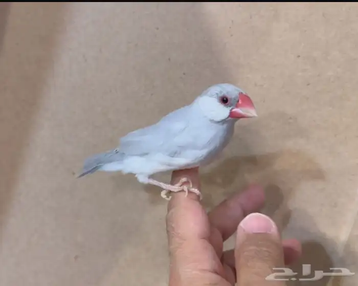 جاوا سيلفر تربيه 1