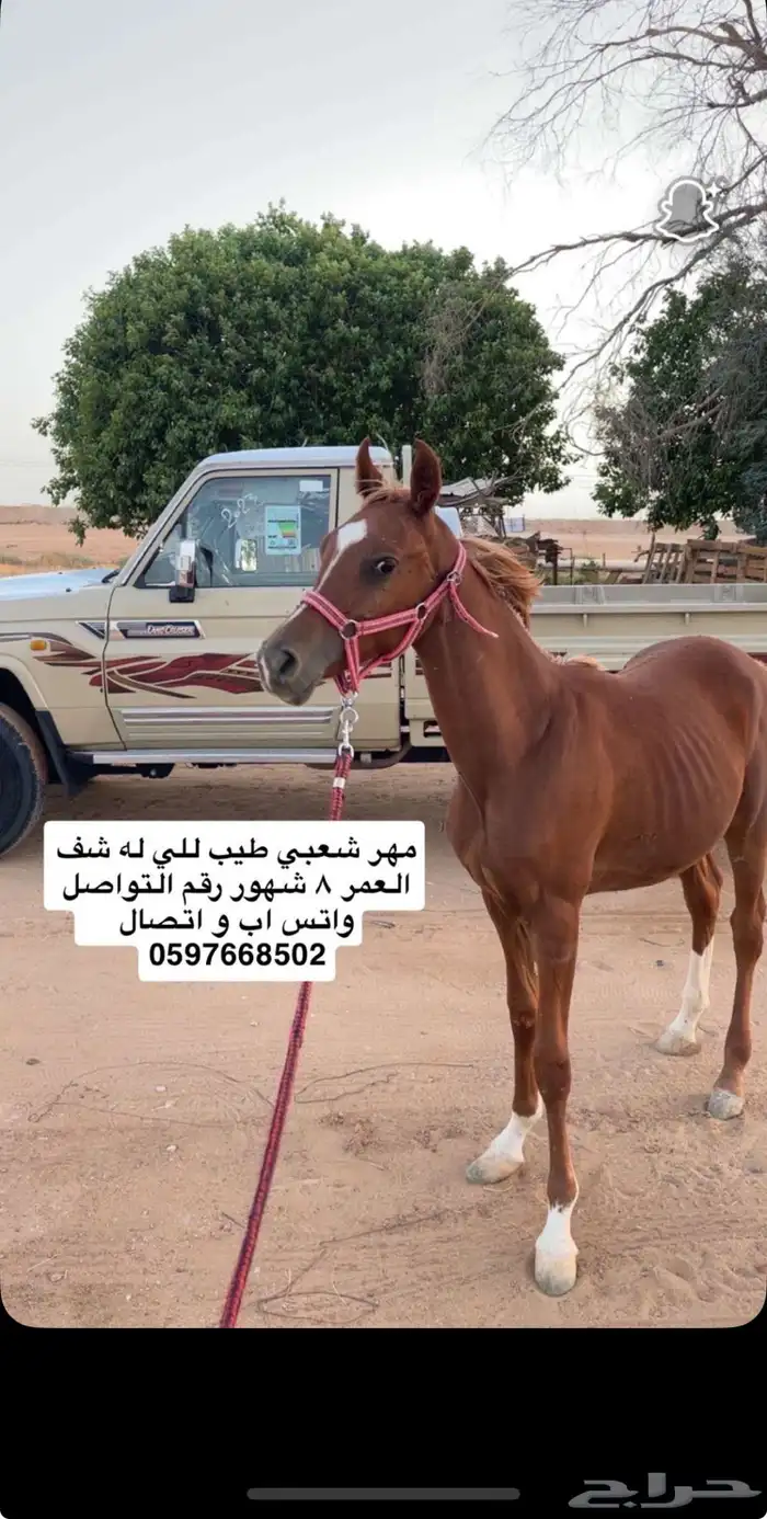 مهر 0