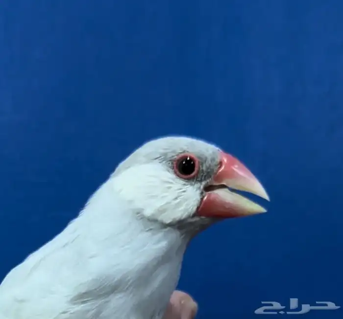 جاوا سيلفر تربيه 2
